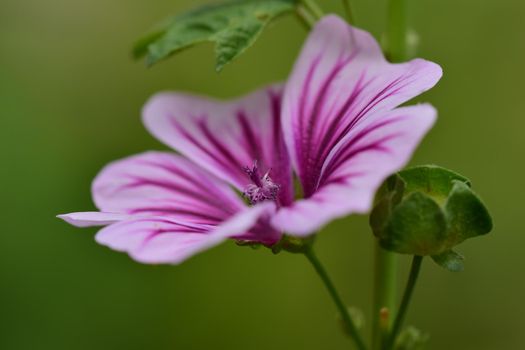 close up of a purple striped mallow flower