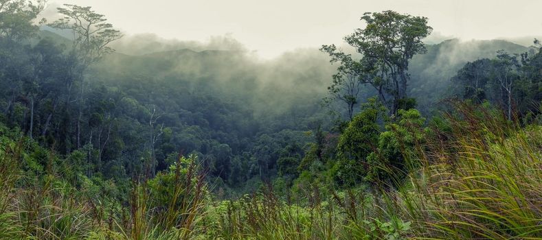 Wooded mountainside in a low lying cloud, shrouded in mist in a beautiful landscape view