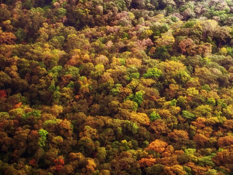 Colorful autumn forest aerial view