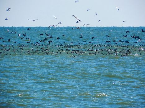 many birds catch fish in the sea