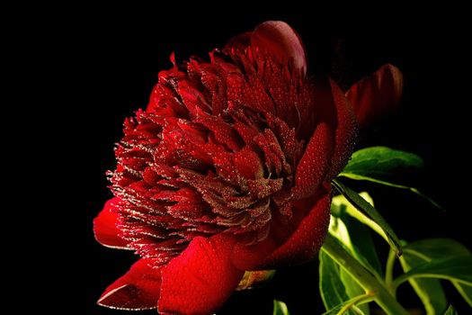 red peonies with water drops on a black background, closeup