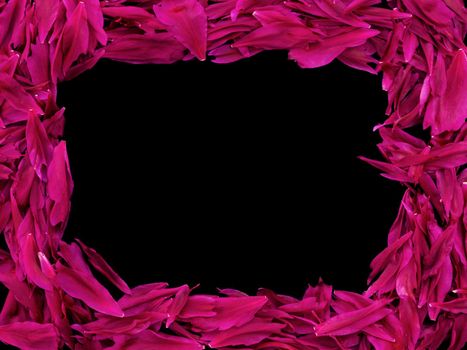 Square frame of petals of red and dark pink peonies. isolated