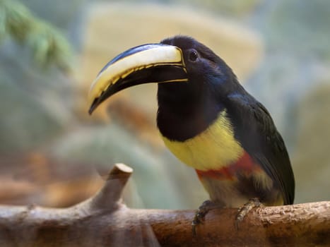 Pteroglossus aracari sits on a branch, closeup