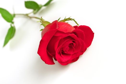Low Angle View of a Single Red Rose Isolated on a White Background. High quality studio photo