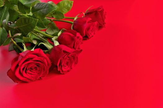 Low Angle View of Red Roses on a Red Bouquet on Studio Background. Copy space right. High quality studio photo