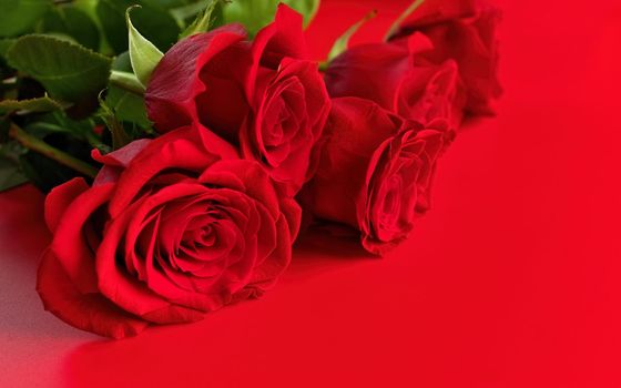 Low Angle View of Red Roses on a Red Bouquet on Studio Background. Copy space right. High quality studio photo