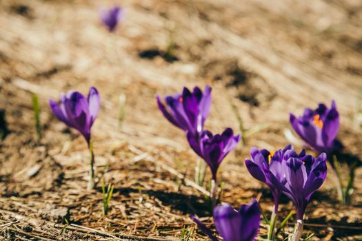 Purple flowers, crocuses on yellow grass, a spring. High quality photo