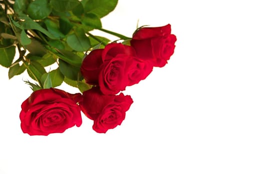 Low Angle View of Red Rose Bouquet Isolated on a Red Studio Background. Copy space right. High quality studio photo