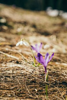 Purple flowers, crocuses and snowdrops on yellow grass, spring. High quality photo