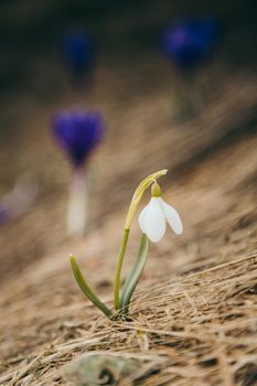Snowdrops flowers in the mountains, yellow grass, thaw. High quality photo