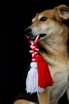 portrait of a dog with a Martenitsa in his mouth for the celebration of baba marta or martisor