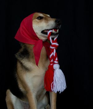 portrait of a mongrel dog with a red scarf and a Martenitsa in his mouth. baba marta celebration