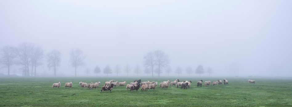 sheep in meadow near farm in dutch province of utrecht in holland on misty winter day