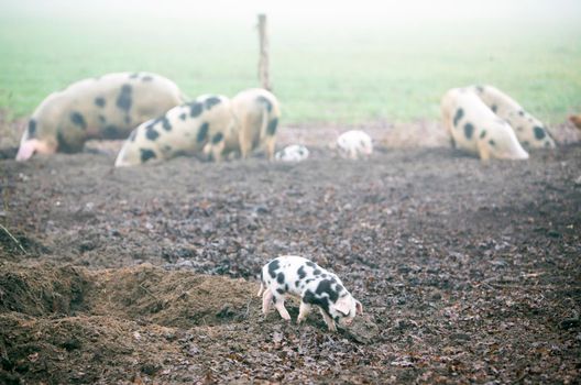 spotted piglets on organic farm in the netherlands play in the mud on misty winter day while pigs root