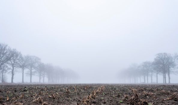 silhouettes of bare oak trees in winter scenic misty corn field near utrecht in the netherlands