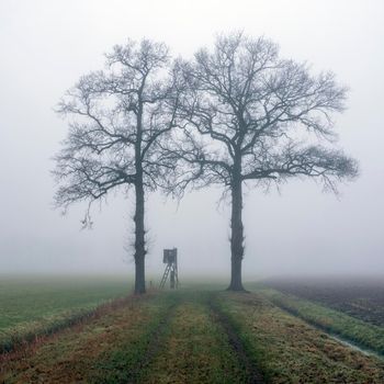 silhouettes of oak trees and high seat for hunting in green grass of winter field near utrecht in the netherlands on misty winter day