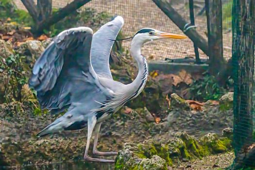 gray heron at terni walk