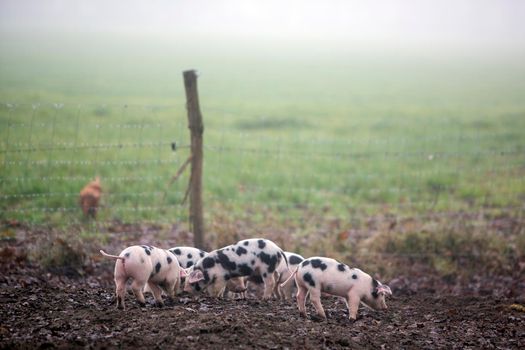 spotted piglets on organic farm in the netherlands play in the mud on misty winter day
