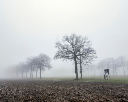 silhouettes of oak trees and high seat for hunting in green grass of winter field near utrecht in the netherlands on misty winter day