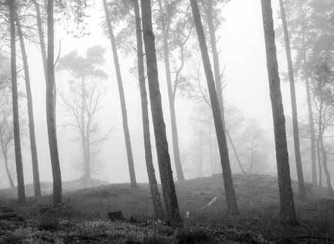 black and white picture of pine tree trunks in misty forest near utrecht in the netherlands
