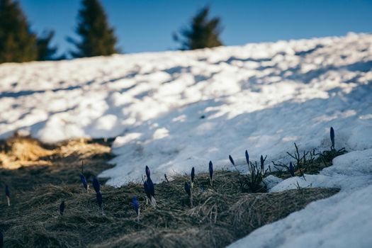 Winter mountains snow, thaw flowers, coniferous forest, spring. High quality photo