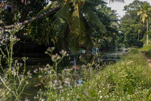 Sri Lanka. Negombo. View of a beautiful river channel with water. Boots are made of the coast. Green trees and beautiful palm trees grow along the shores. High quality photo