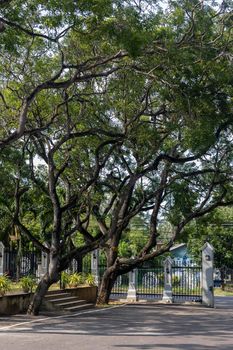 Sri Lanka. Negombo. Beautiful branching trees on the territory of the monastery cast shadows on the asphalt on a sunny day. High quality photo