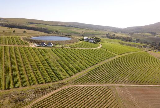 Aerial over vineyard in beautiful valley