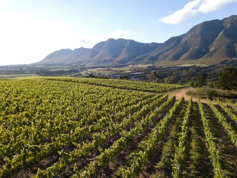 Aerial over vineyard in beautiful valley