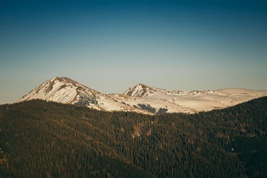 Snow-capped mountains and coniferous forest on a background of peaks. High quality photo