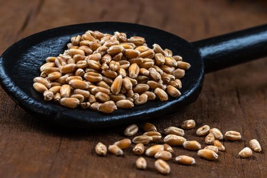 Wheat seeds in macro in a black wooden spoon