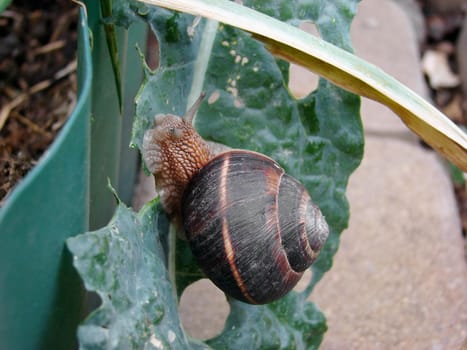 Garden and horticultural pest - snail devours the leaves of kale agriculture