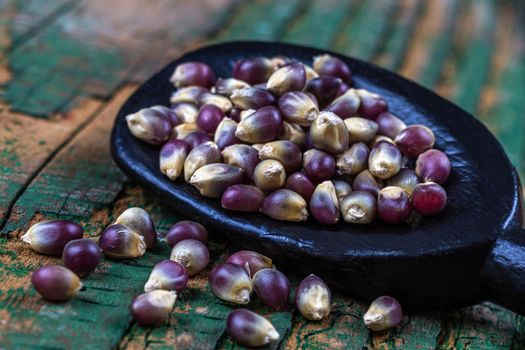 Purple corn grains in a wooden spoon