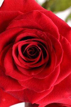 Directly Above Close up of a Red Rose. High quality studio photo