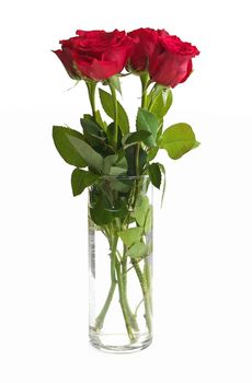 Bouquet of Red Roses in a Clear Glass Vase Isolated on a White Background. High quality studio photo