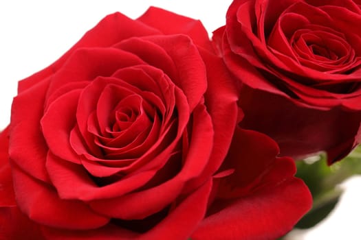 High Angle Close up of Two Red Roses on a White Background. High quality studio photo