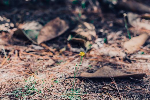 Nature beauty background. Copy space vintage blur effect dark light blue brown gray color. Close up Dry leaves grass spruce pine needle fall on ground surface forest flora. Simple autumn day romance.