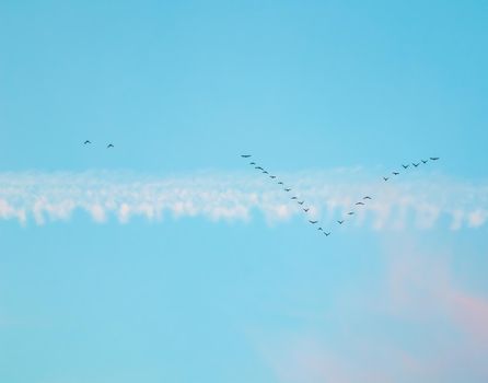 Flock of wild birds flying in a wedge against blue sky with white and pink clouds in sunset The concept of avian migratory