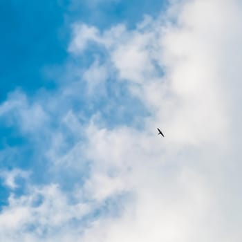 Background of blue sky with white clouds and flying wild bird