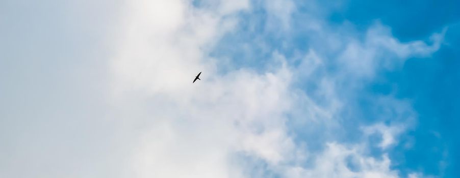 Background of blue sky with white clouds and flying wild bird