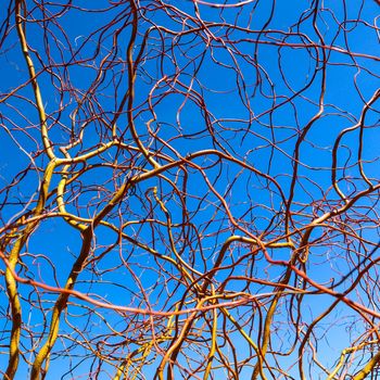 Corkscrew golden willow branches against blue sky in winter sunny day. Salix Matsudana. Natural background