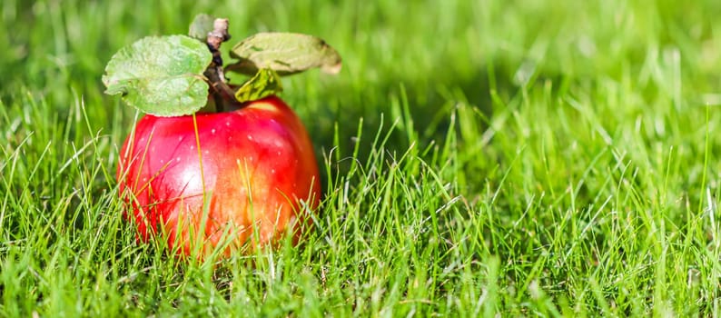 Red yellow apple on a background of green grass on a sunny autumn day