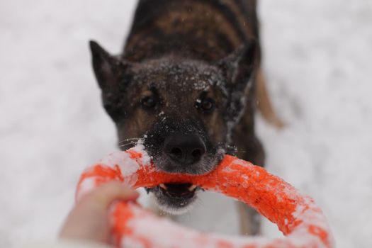dog playing with a toy in the snow.