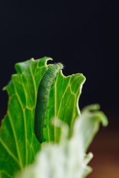 Green Caterpillar Crawling on a Cabbage Leaf