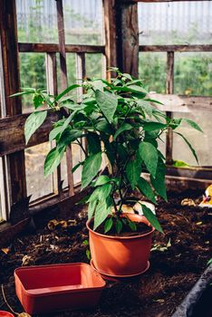 Freshly Replanted Jalapeno Pepper from Bed to Terracotta Pot