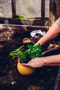 Replanting Lemon Balm from Bed in Pot in Greenhouse