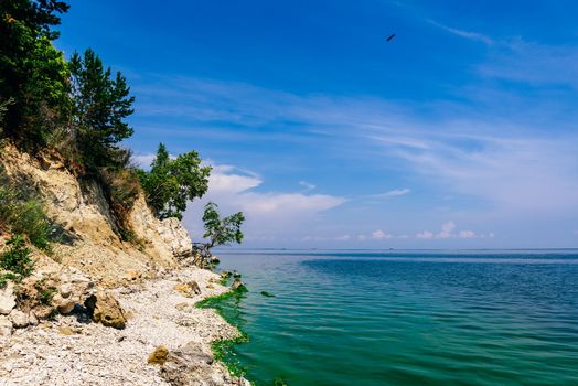 Single tree on the rocky shore at summer day