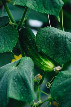 Fresh Cucumbers Growing In The Greenhouse