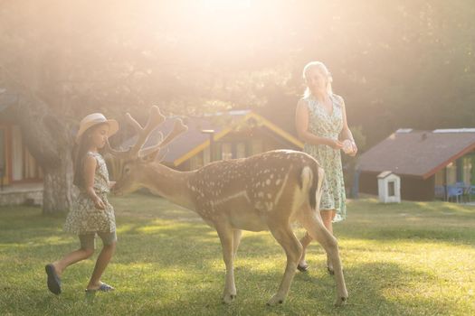 Exciting experience. Cute little girl watching and stroking young dappled deer with food while spending great time with her family in zoo. National Park. Animals.