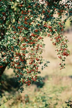 Red hawthorn berries on green branches. High quality photo